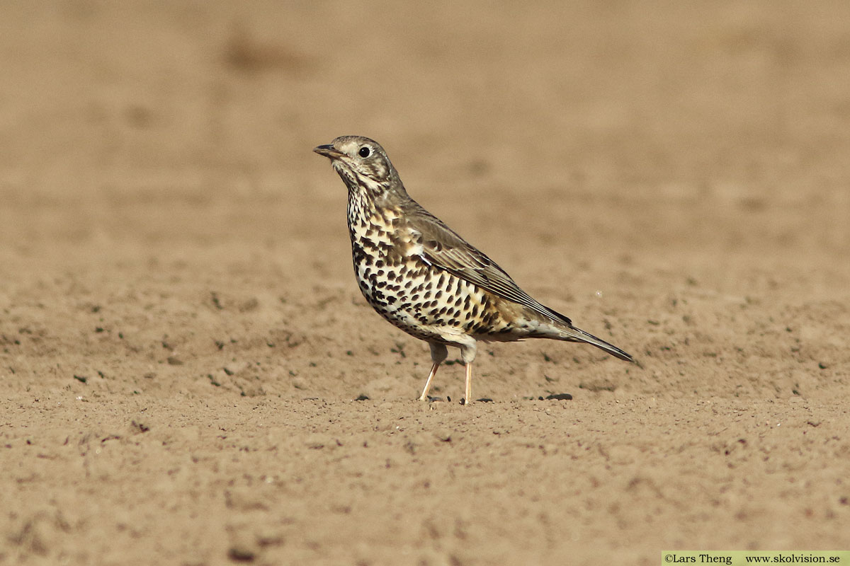 Dubbeltrast, Turdus viscivorus